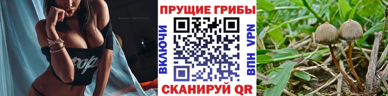 Псилоцибиновые грибы мухоморы  цена   Малая Вишера 